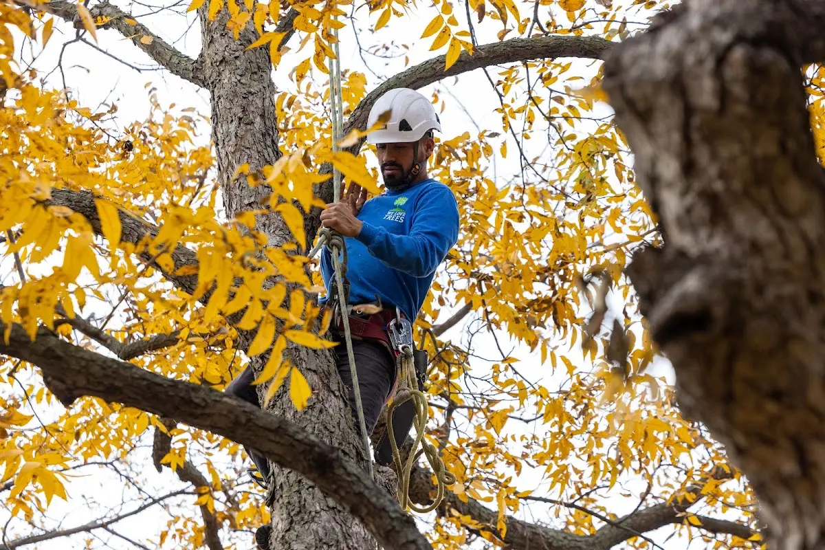 Skilled Tree Transplanting crew working in Wellman